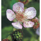 Blackberry Dropper, 1 oz, Flower Essence Services Online Sale