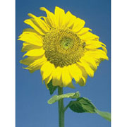 Sunflower Dropper, 1 oz, Flower Essence Services Online