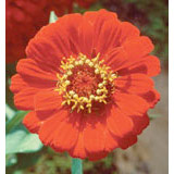 Zinnia Dropper, 1 oz, Flower Essence Services Fashion