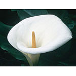 Calla Lily Dropper, 0.25 oz, Flower Essence Services Online Sale