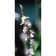 Vervain Dropper, 0.25 oz, Flower Essence Services Online Hot Sale