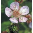 Blackberry Dropper, 0.25 oz, Flower Essence Services Online Sale