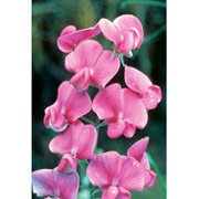 Sweet Pea Dropper, 1 oz, Flower Essence Services For Discount