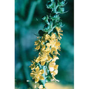 Agrimony Dropper, 0.25 oz, Flower Essence Services Online Hot Sale