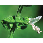 Basil Dropper, 0.25 oz, Flower Essence Services Online Sale