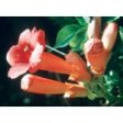 Trumpet Vine Dropper, 1 oz, Flower Essence Services Supply