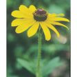 Black-Eyed Susan Dropper, 0.25 oz, Flower Essence Services Cheap