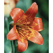 Alpine Lily Dropper, 0.25 oz, Flower Essence Services Supply