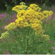 Tansy Dropper, 0.25 oz, Flower Essence Services For Sale