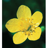 Buttercup Dropper, 0.25 oz, Flower Essence Services For Cheap