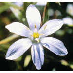 Star of Bethlehem Dropper, 0.25 oz, Flower Essence Services Sale