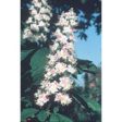 White Chestnut Dropper, 0.25 oz, Flower Essence Services Fashion