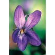 Violet Dropper, 0.25 oz, Flower Essence Services Online