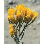 Rabbitbrush Dropper, 0.25 oz, Flower Essence Services Sale