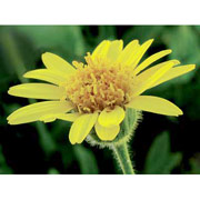 Arnica Dropper, 0.25 oz, Flower Essence Services Online now