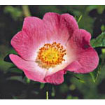 California Wild Rose Dropper, 1 oz, Flower Essence Services Online