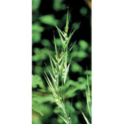 Wild Oat Dropper, 0.25 oz, Flower Essence Services Discount