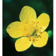 Buttercup Dropper, 1 oz, Flower Essence Services Cheap