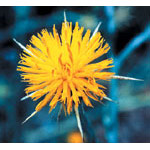 Star Thistle Dropper, 0.25 oz, Flower Essence Services on Sale