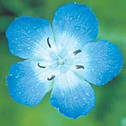 Baby Blue Eyes Dropper, 0.25 oz, Flower Essence Services Online Sale