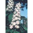 White Chestnut Dropper, 1 oz, Flower Essence Services Online now