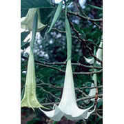 Angel s Trumpet Dropper, 0.25 oz, Flower Essence Services Online