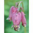 Bleeding Heart Dropper, 0.25 oz, Flower Essence Services Supply